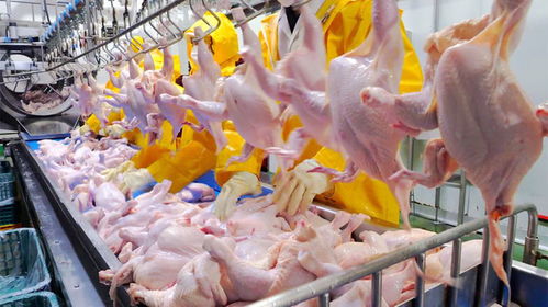 从农场到餐桌 揭秘韩国现代化鸡肉加工的严谨与高效