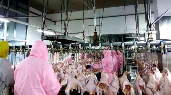 无棣“前胡天颐康食品”满负荷运转 日屠宰7万只鸡产鸡肉24万斤